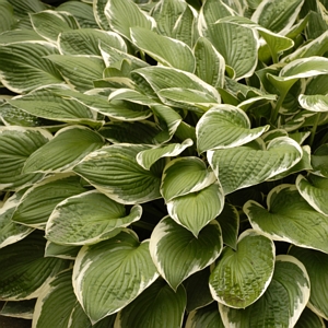 Hostas Bare Root Francee